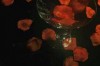 塔罗牌挽回爱情牌阵：揭秘爱情中的神秘力量